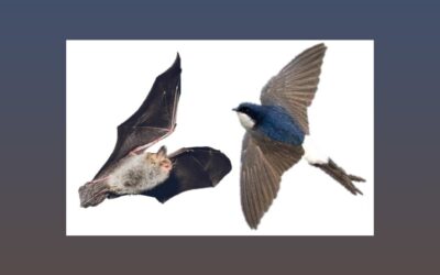 Découverte chauves-souris et plan d’action pour les hirondelles, martinets et chauves souris